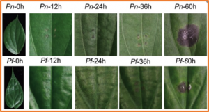 Intra species dissection of phytophthora capsici resistance in black pepper