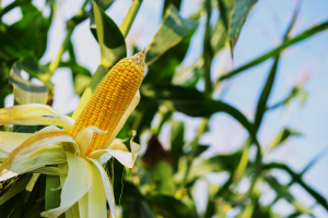 Maize Study Shows ZmASR6 Positively Regulates Salt Stress Tolerance