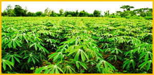 Evolutionary signatures of the erosion of sexual reproduction genes in domesticated cassava (Manihot esculenta)