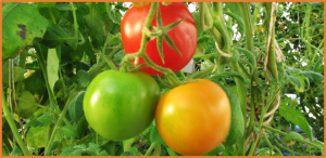 Ethylene response factor SlERF.D6 promotes ripening in part through transcription factors SlDEAR2 and SlTCP12
