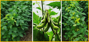 A wild-allele GsPP2C-51-a1 enhances tolerance to drought stress in soybean and Arabidopsis