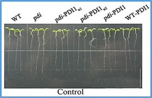 The thiol-disulfide exchange activity of AtPDI1 is involved in the response to abiotic stresses
