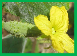 An irregularly striped rind mutant reveals new insight into the function of PG1&beta; in cucumber (Cucumis sativus L.)