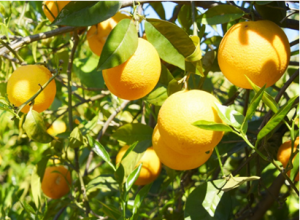 Transgenic Sweet Orange expressing hairpin CP-mRNA in the interstock confers tolerance to citrus psorosis virus in the non-transgenic scion
