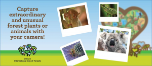 International Day of Forests 2020 photo contest