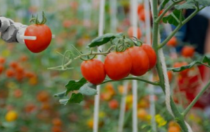 Experts Identify Genome Editing and Other Innovations to Accelerate Food System Transition