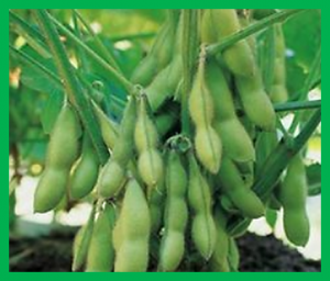 Speed breeding short-day crops by LED-controlled light schemes
