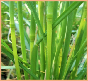 Dominant complementary interaction between OsC1 and two tightly linked genes, Rb1 and Rb2, controls the purple leaf sheath in rice