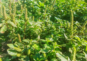 Genomes of Three Most Troublesome Agricultural Weeds Published