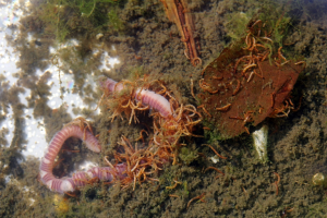 The effect of Bt crops on soil invertebrates: a systematic review and quantitative meta-analysis
