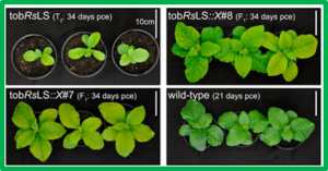 The dependency of red Rubisco on its cognate activase for enhancing plant photosynthesis and growth