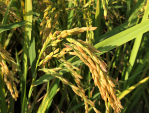 Rice lectin protein Osr40c1 imparts drought tolerance by modulating OsSAM2, OsSAP8 and chromatin-associated proteins
