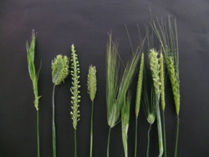 Integration of genotypic, hyperspectral, and phenotypic data to improve biomass yield prediction in hybrid rye