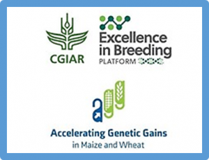Webinar: Enhancing and measuring Genetic Gain in crop breeding