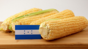Honduran Farmers Attest to GM Maize Benefits