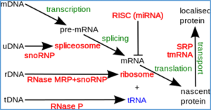  Interactions and links among the noncoding RNAs in plants under stresses