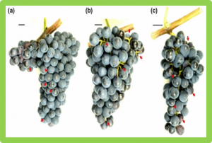 Differential expression of transcription factor- and further growth-related genes correlates with contrasting cluster architecture in Vitis vinifera `Pinot Noir` and Vitis spp. genotypes