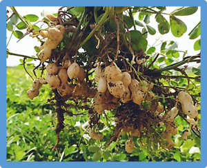 Ectopic expression of MYB repressor GmMYB3a improves drought tolerance and productivity of transgenic peanuts (Arachis hypogaea L.) under conditions of water deficit