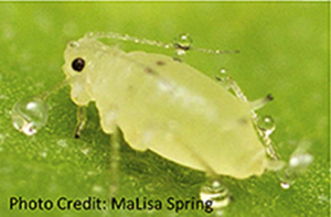 Whole genome sequence of the soybean aphid, Aphis glycines