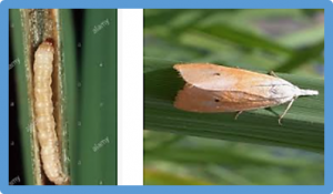 Development of Bt rice potential for yellow stem borer control