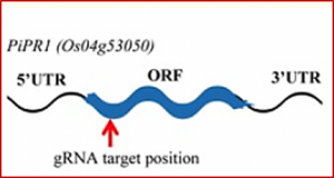Genome-wide association study identifies an NLR gene that confers partial resistance to Magnaporthe oryzae in rice