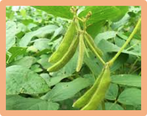 Analysis of differentially expressed genes in soybean leaf tissue of tolerant and susceptible cultivars under flooding stress revealed by RNA sequencing