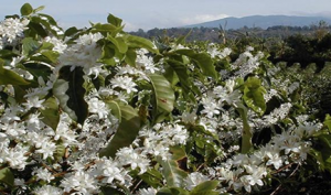 Association and interrelationship of yield and agronomic characters in coffee (Coffea sp L) 