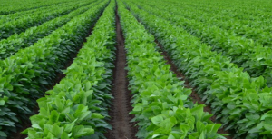Soybean (Glycine max) hull valorization through the extraction of polyphenols by green alternative methods 