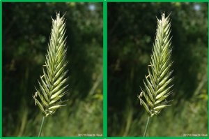 Sequenced-based paternity analysis to improve breeding and identify self-incompatibility loci in intermediate wheatgrass (Thinopyrum intermedium)