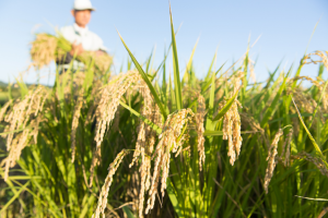 Gene Editing Produces Blast-Resistant Rice