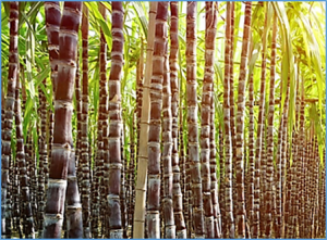 Field evaluation of TaDREB2B-ectopic expression sugarcane (Saccharum spp. hybrid) for drought tolerance