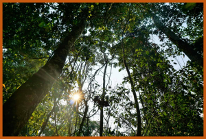 Safeguarding biodiversity is essential to prevent the next COVID-19