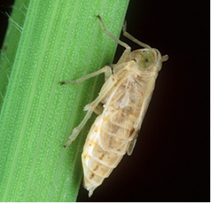 Induction of defense in cereals by 4-fluorophenoxyacetic acid suppresses insect pest populations and increases crop yields in the field