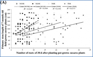 The search for yield predictors for mature field-grown plants from juvenile pot-grown cassava (Manihot esculenta Crantz) 