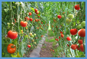 CRISPR/Cas9 targeted mutagenesis of SlLBD40, a lateral organ boundaries domain transcription factor, enhances drought tolerance in tomato