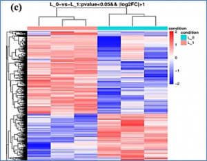 Transcription strategies related to photosynthesis and nitrogen metabolism of wheat in response to nitrogen deficiency