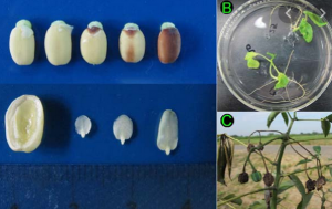 Protocol for Rescuing Young Cassava Embryos 