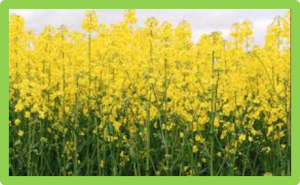 BnA10.RCO, a homeobox gene, positively regulates leaf lobe formation in Brassica napus L.