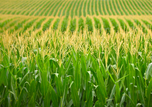 COGEM Concludes Import of MON89034 x 1507 x NK603 Maize Does Not Pose an Environmental Risk in the Netherlands