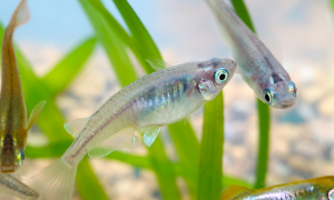 Gene Editing Reduces Anxiety and Increases Food Intake in Japanese Medaka
