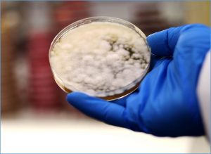 Gene Editing of Edible Fungus Produces Healthier Foods