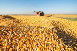 Origin Agritech Gene-Edited Corn Yields More than 50% of Traditional Line