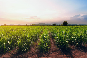 CRISPR Applications in Sugarcane and Non-Cultivated Grasses