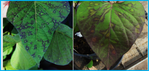 First Report of Sweet Potato Virus E(SPVE) Infecting Sweet Potato in China 