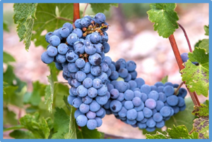Haplotype-resolved genome assembly and implementation of VitExpress, an open interactive transcriptomic platform for grapevine