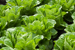 Scientists Develop Gene-Edited Lettuce to Fight Micronutrient Deficiencies