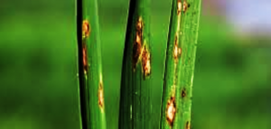OsHRZ1 negatively regulates rice resistant to Magnaporthe oryzae infection by targeting OsVOZ2