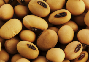 Dissecting the cellular architecture and genetic circuitry of the soybean seed