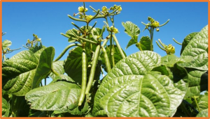 The evolutionary history of the common bean (Phaseolus vulgaris) revealed by chloroplast and nuclear genomes analysis