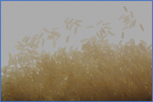 Promoter Editing of FLR13 Boosts Growth and Disease Resistance in Rice